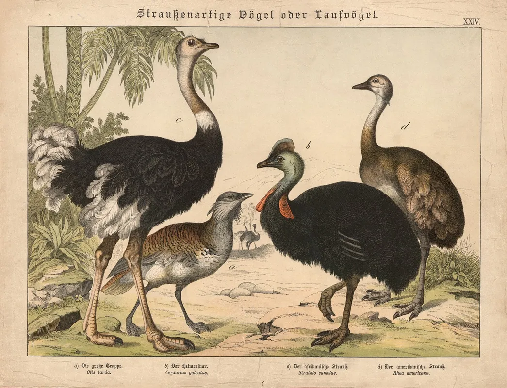 Straussenartige Vogel Oder Laufvogel