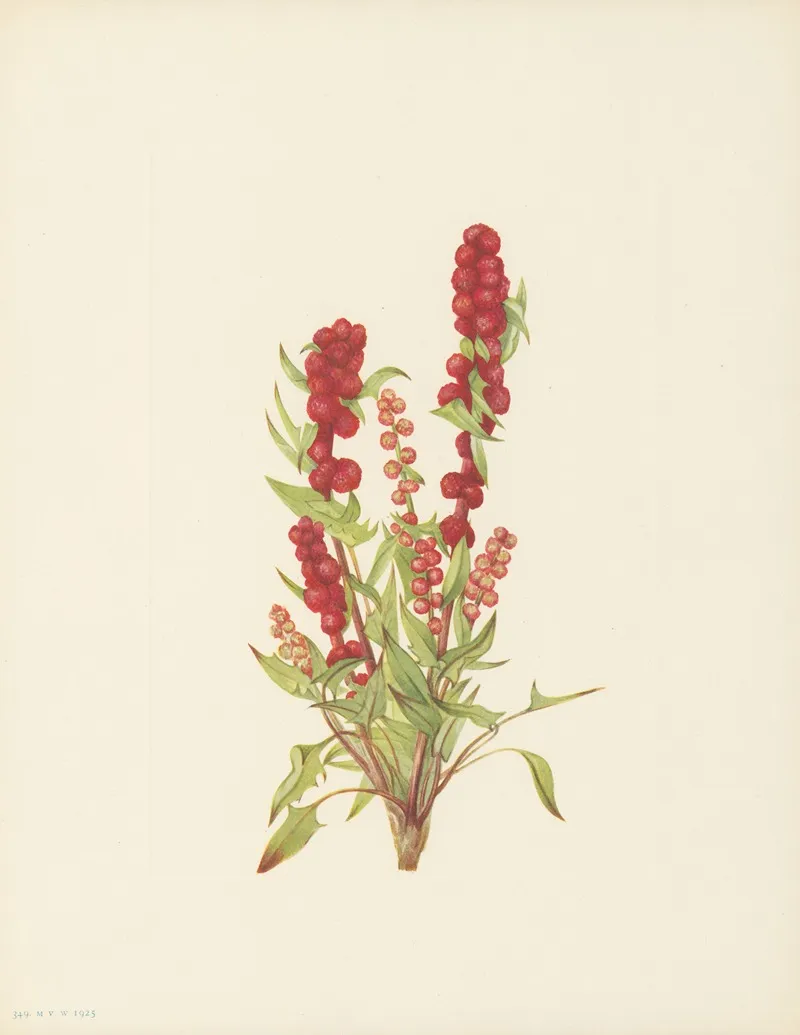 Strawberry Blite Chenopodium Capitatum 3