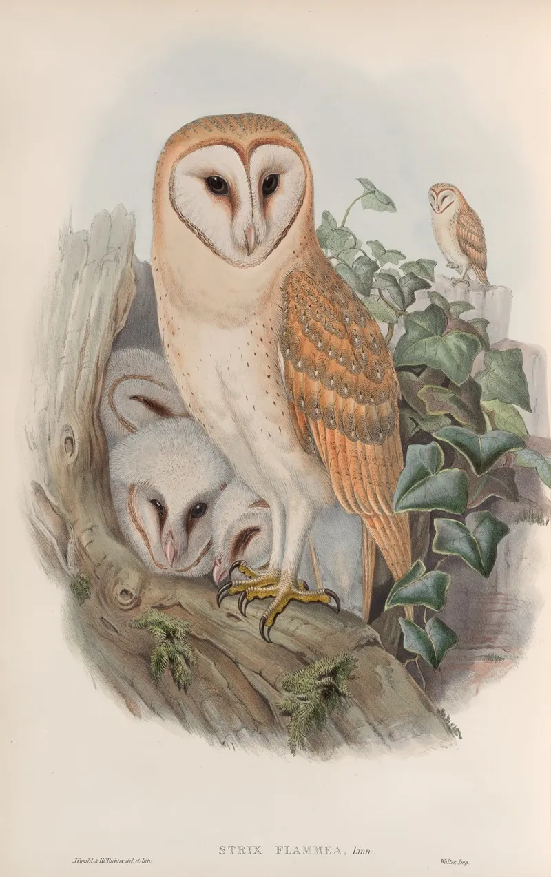 Strix Flammea Barn Owl