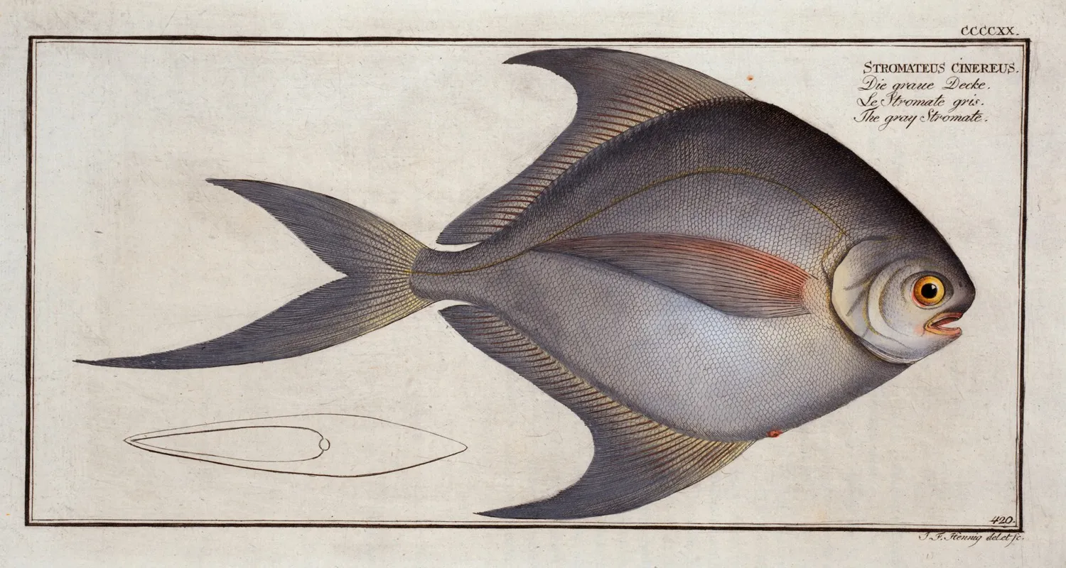 Stromateus Cinereus The Gray Stromate by Marcus Elieser Bloch - Canvas Print