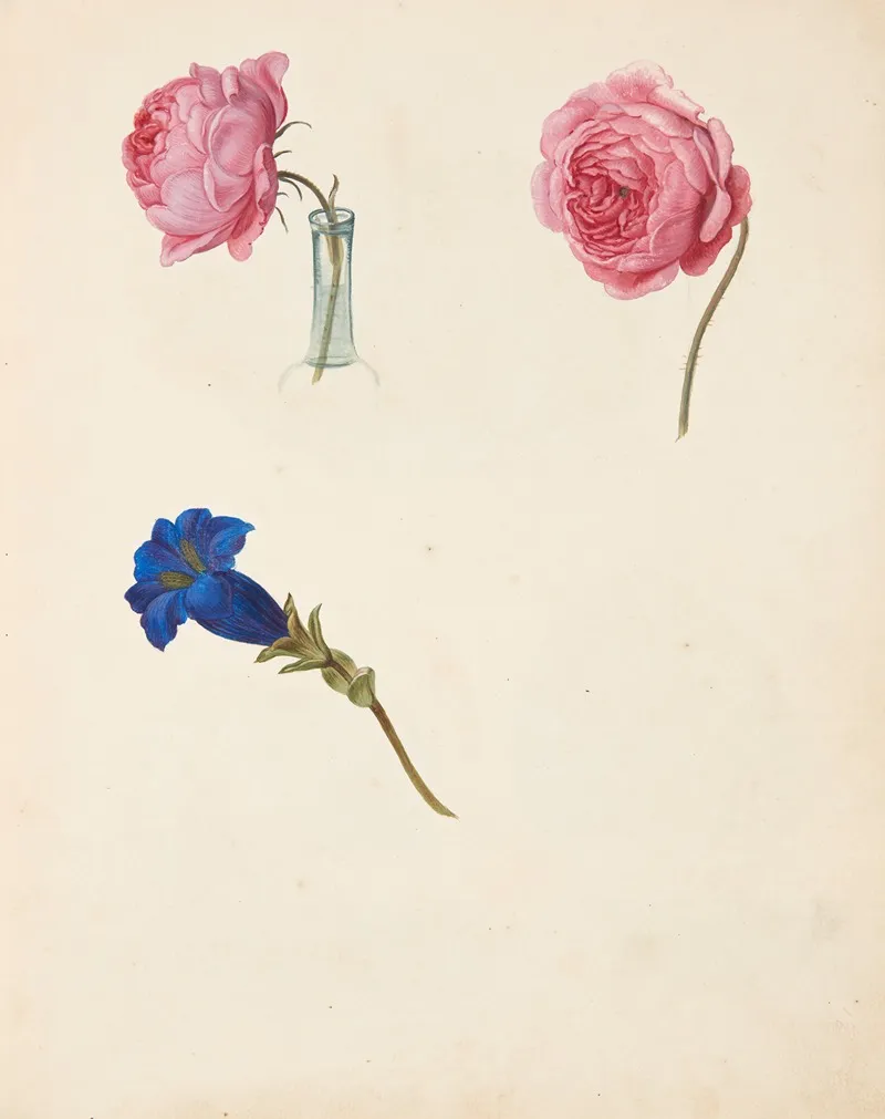 Studie Af Lyserod Rose Og Bla Blomst