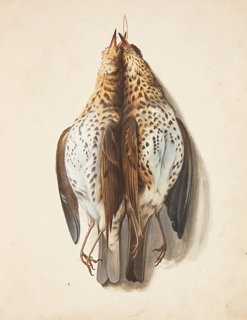 Studie Af To Dode Sangdrosler