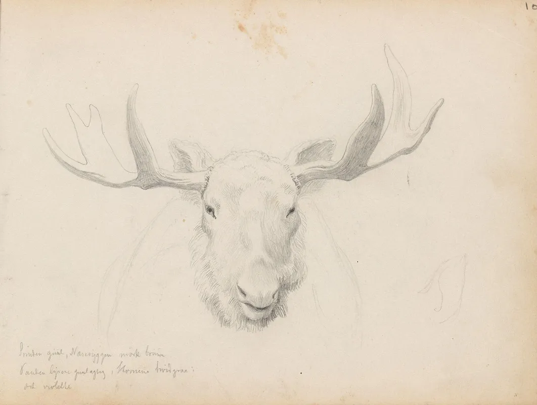 Studie Av Elghode 2 by Hans Gude - Canvas Print