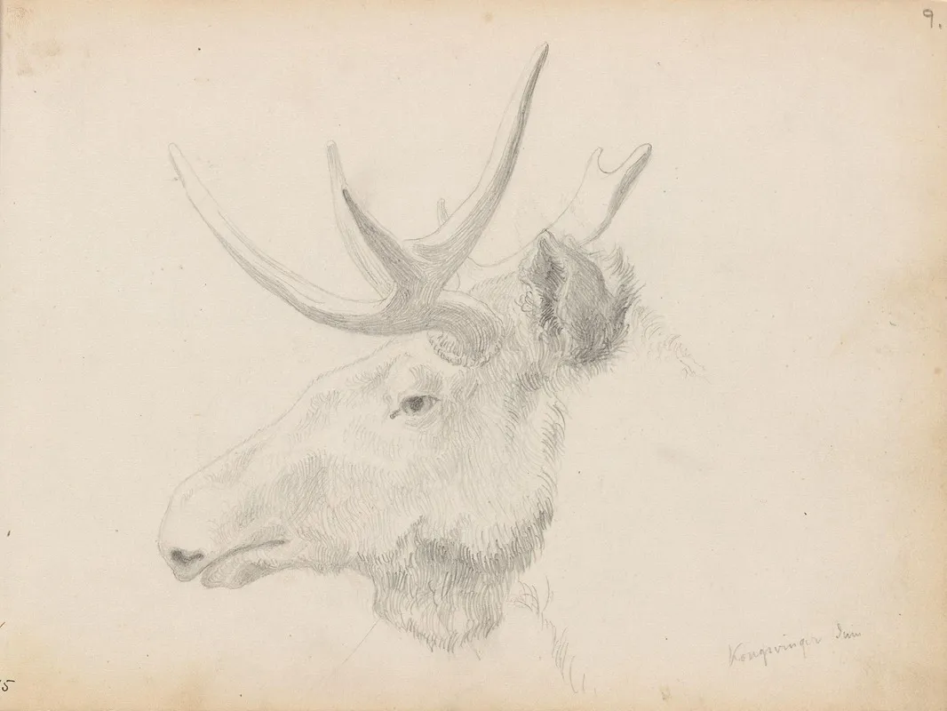 Studie Av Elghode Kongsvinger