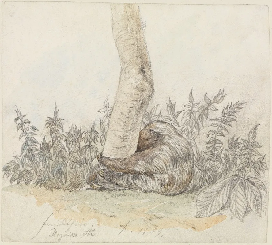 Studie Eines Faultiers by Ferdinand Keller - Canvas Print