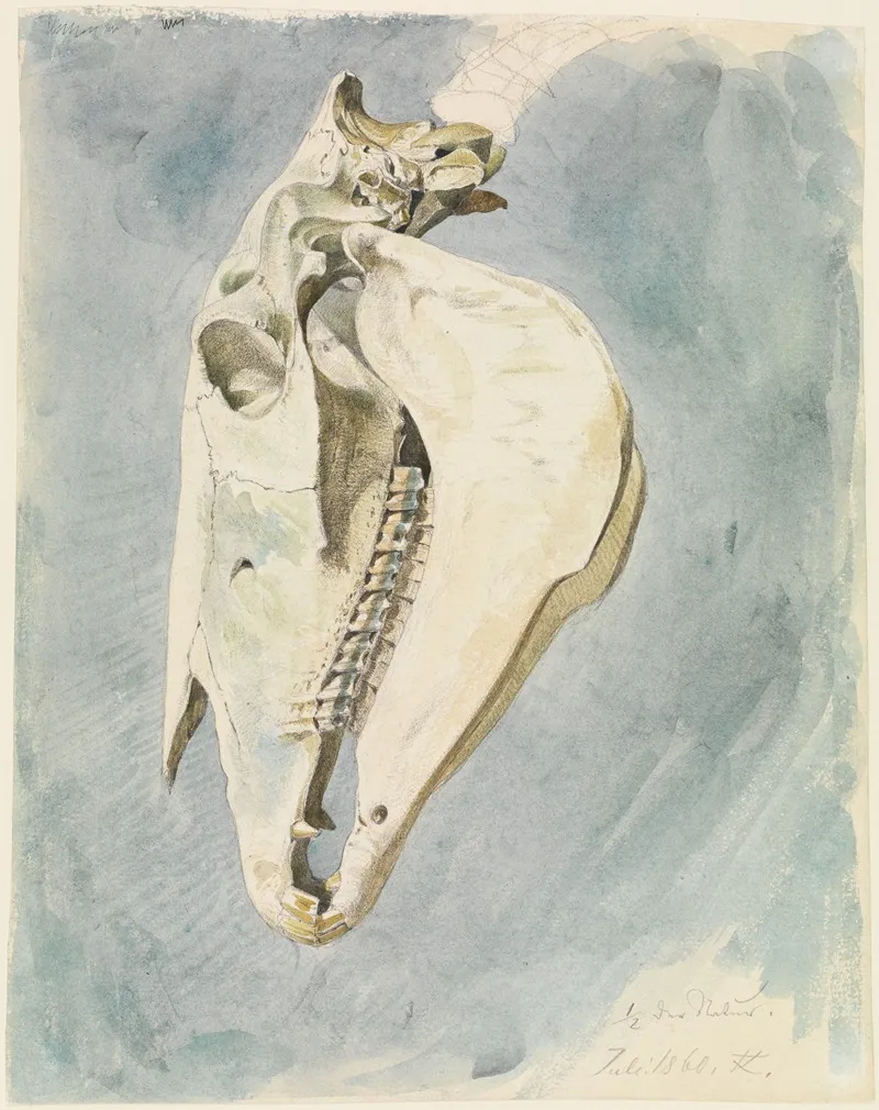 Studie Eines Tierschadels 2