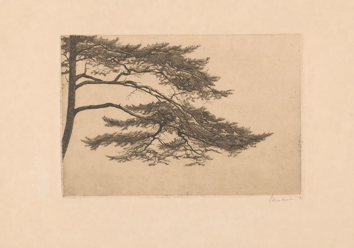 Studie Van Een Dennenboom by Mia Bake - Canvas Print