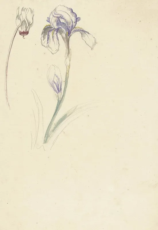 Studie Van Iris En Cyclaam