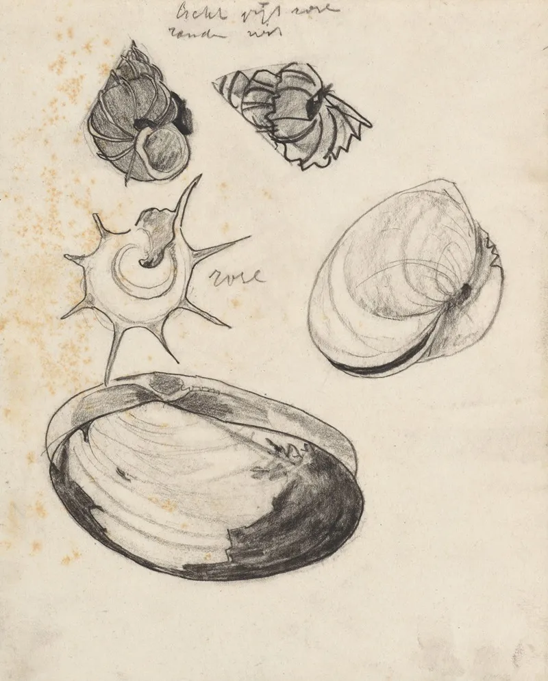 Studieblad Met Schelpen