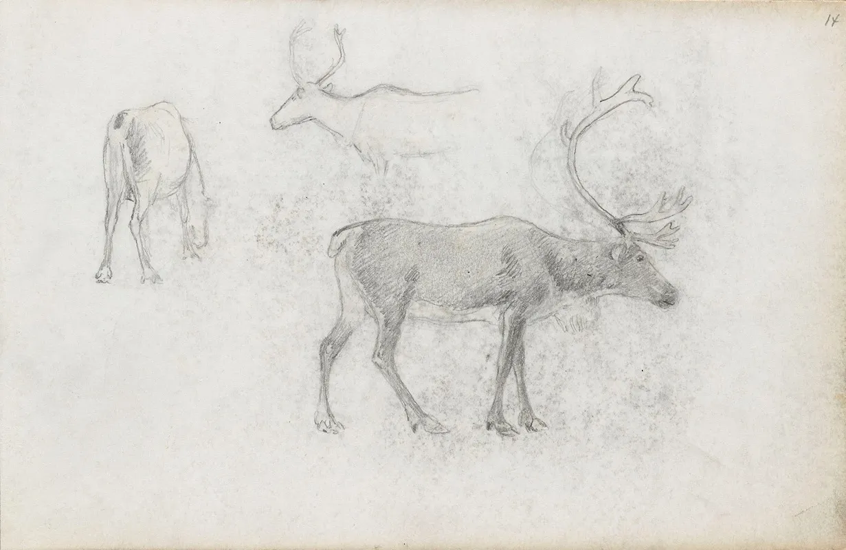 Studier Av Hjort