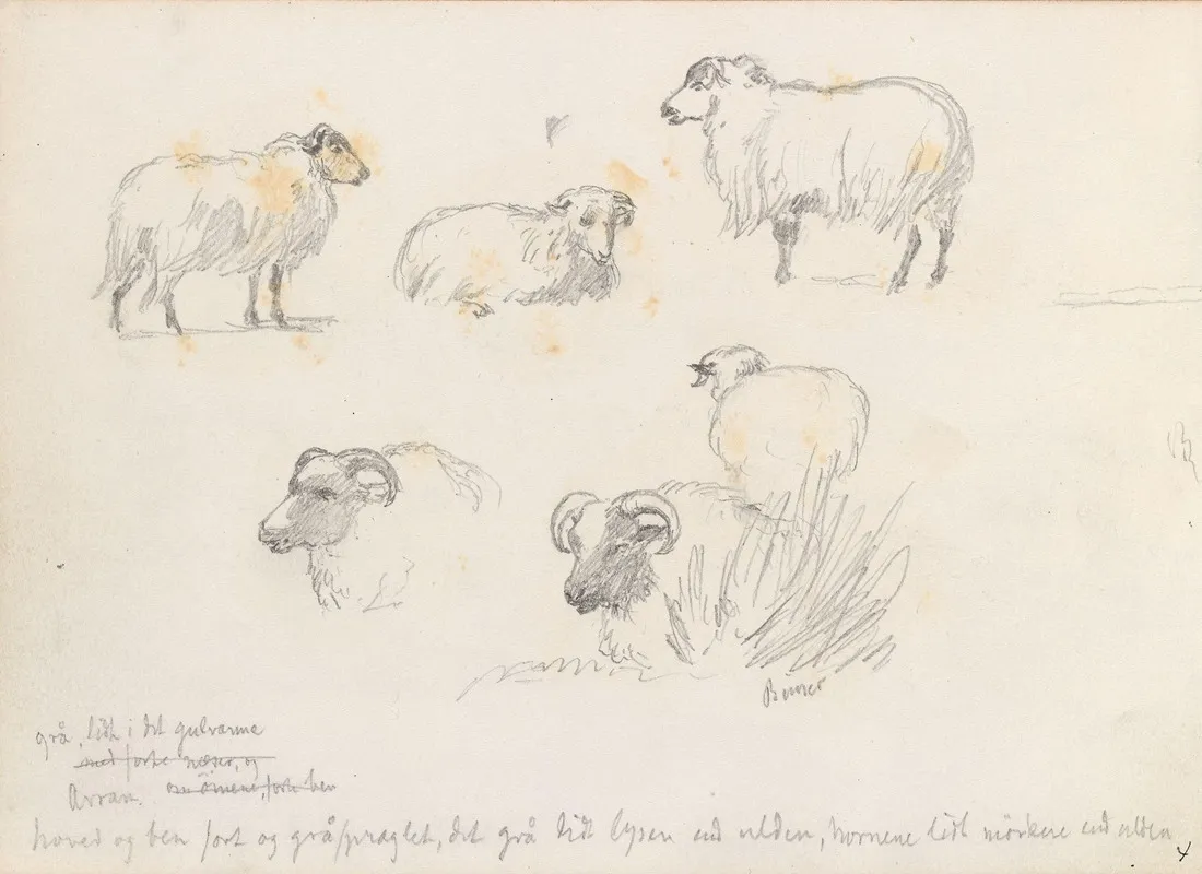 Studier Av Sauer by Hans Gude - Canvas Print