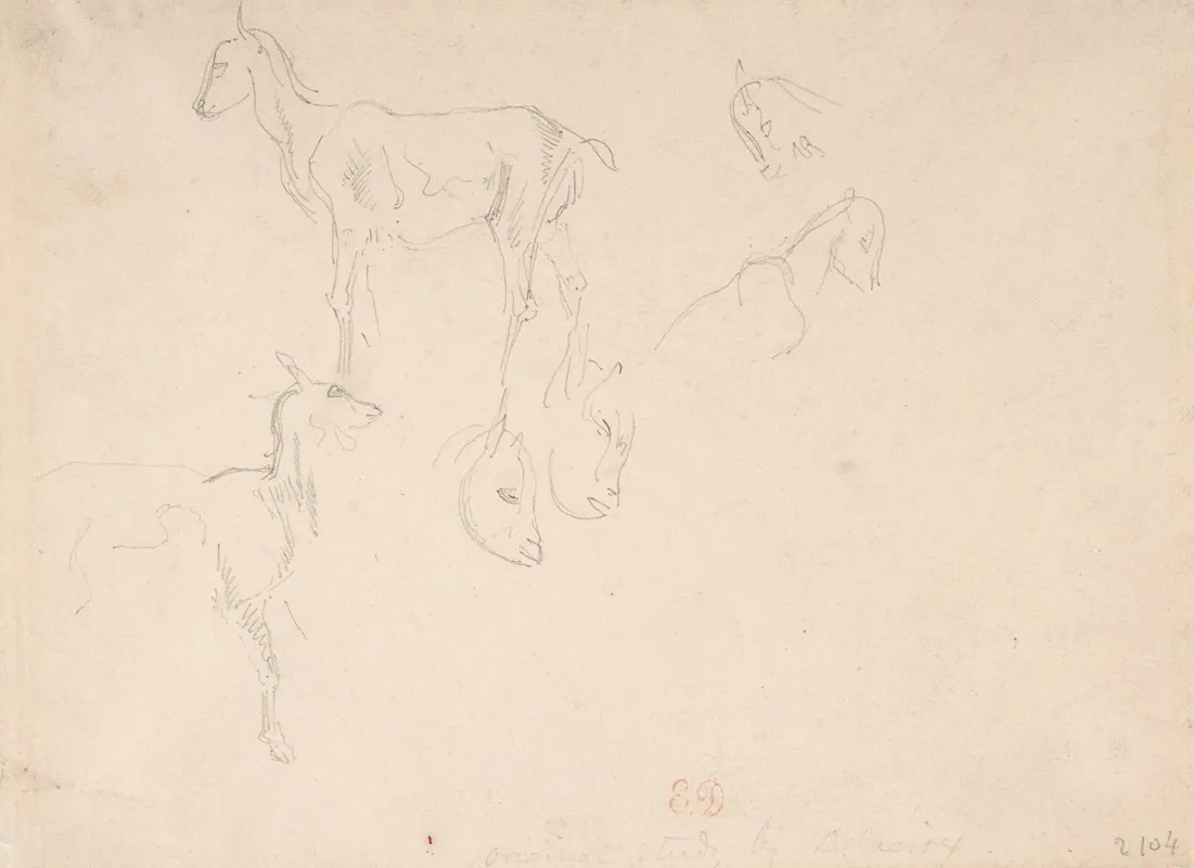 Studies Of A Goat