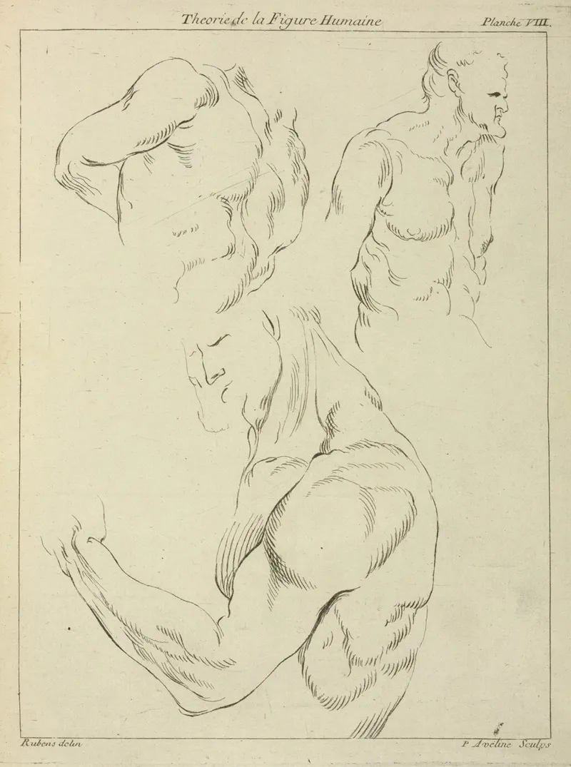 Studies Of A Mans Chest Biceps And Shoulders