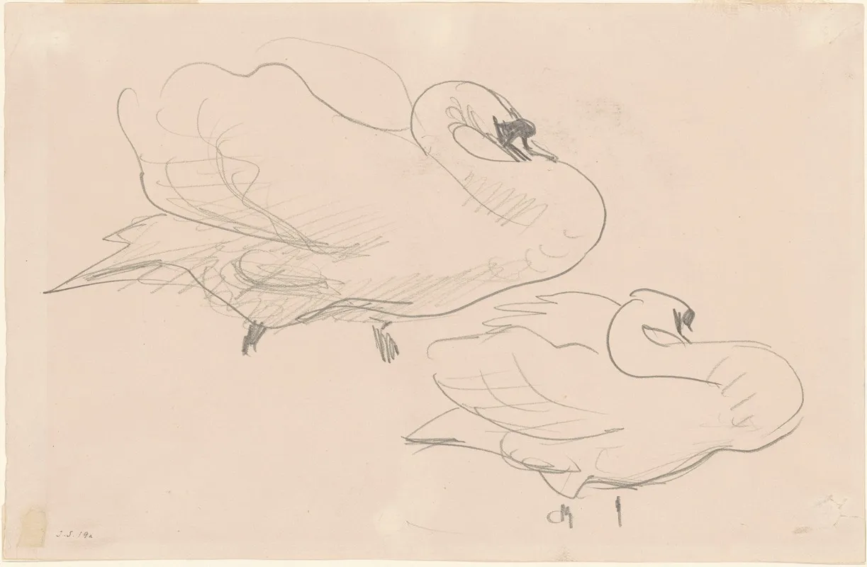 Studies Of A Swan