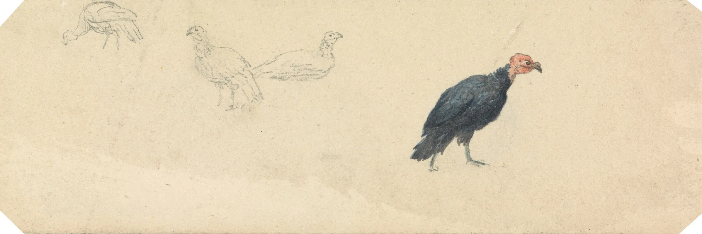 Studies Of A Turkey
