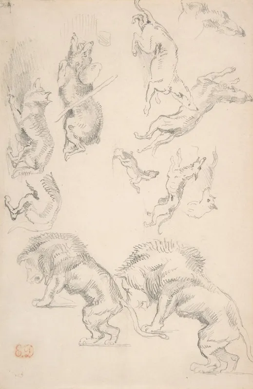 Studies Of Animals 2