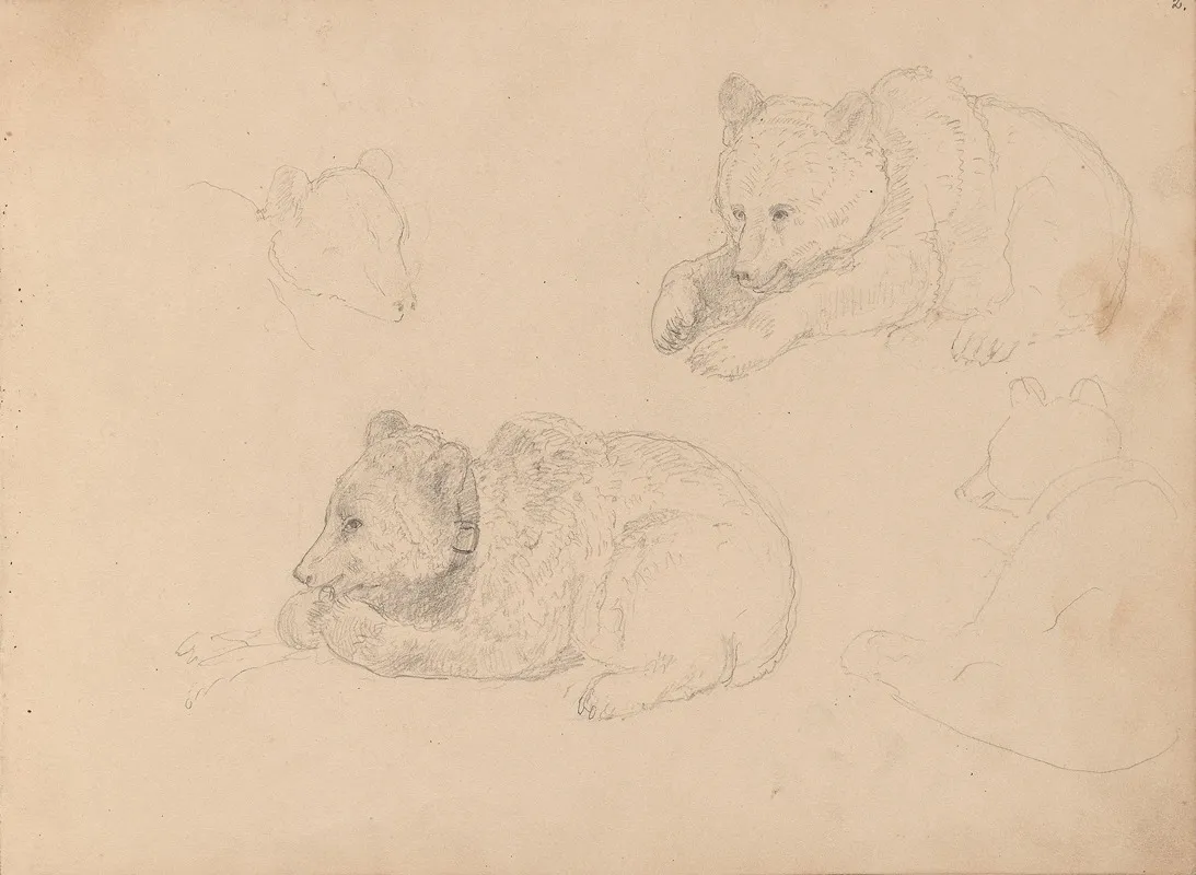 Studies Of Bear Cubs