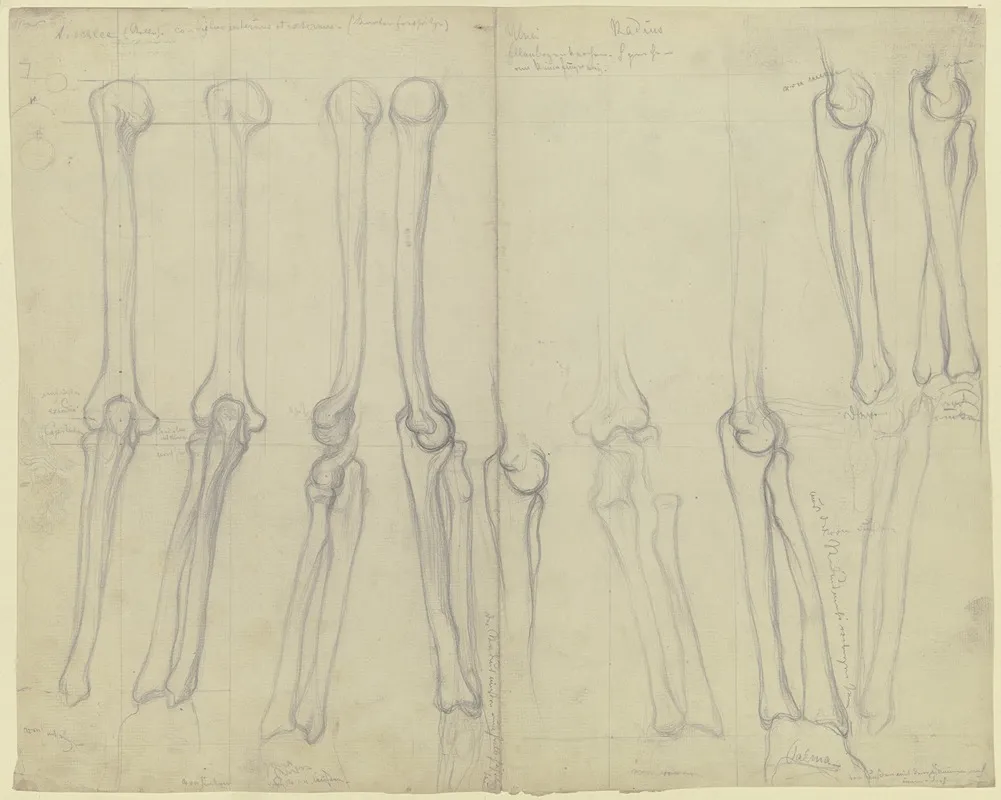 Studies Of Bones