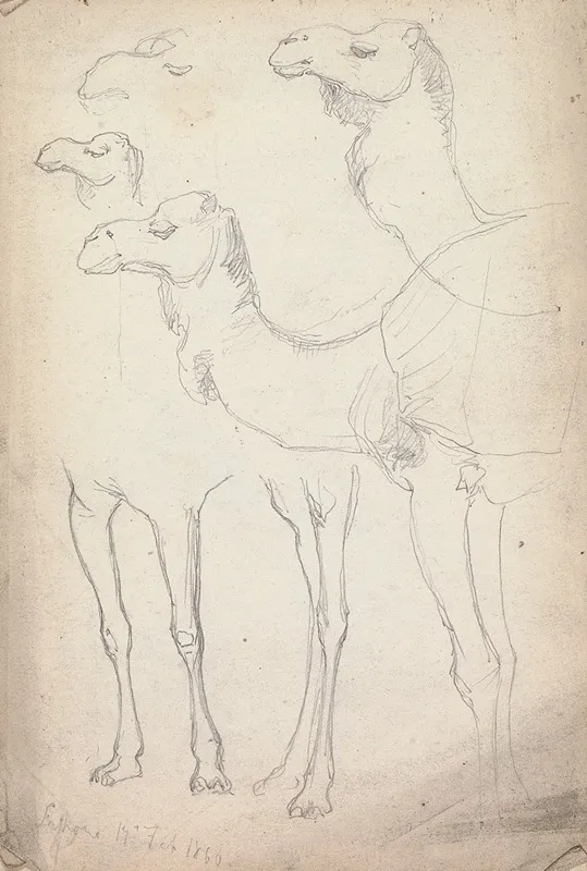 Studies Of Camels Lahore 17 February 1860 by William Simpson - Canvas Print