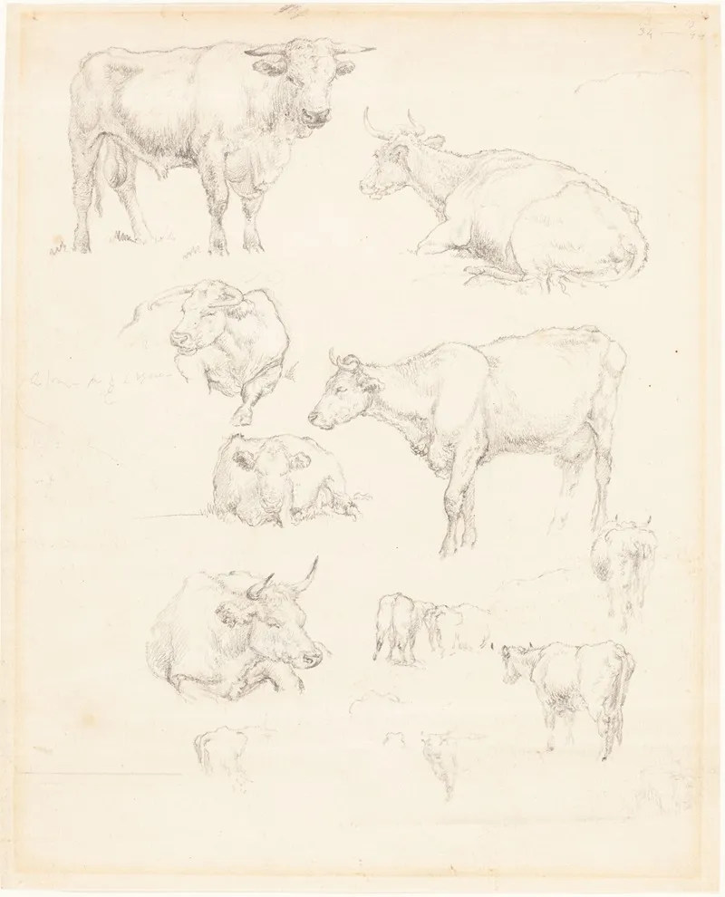 Studies Of Cattle 2
