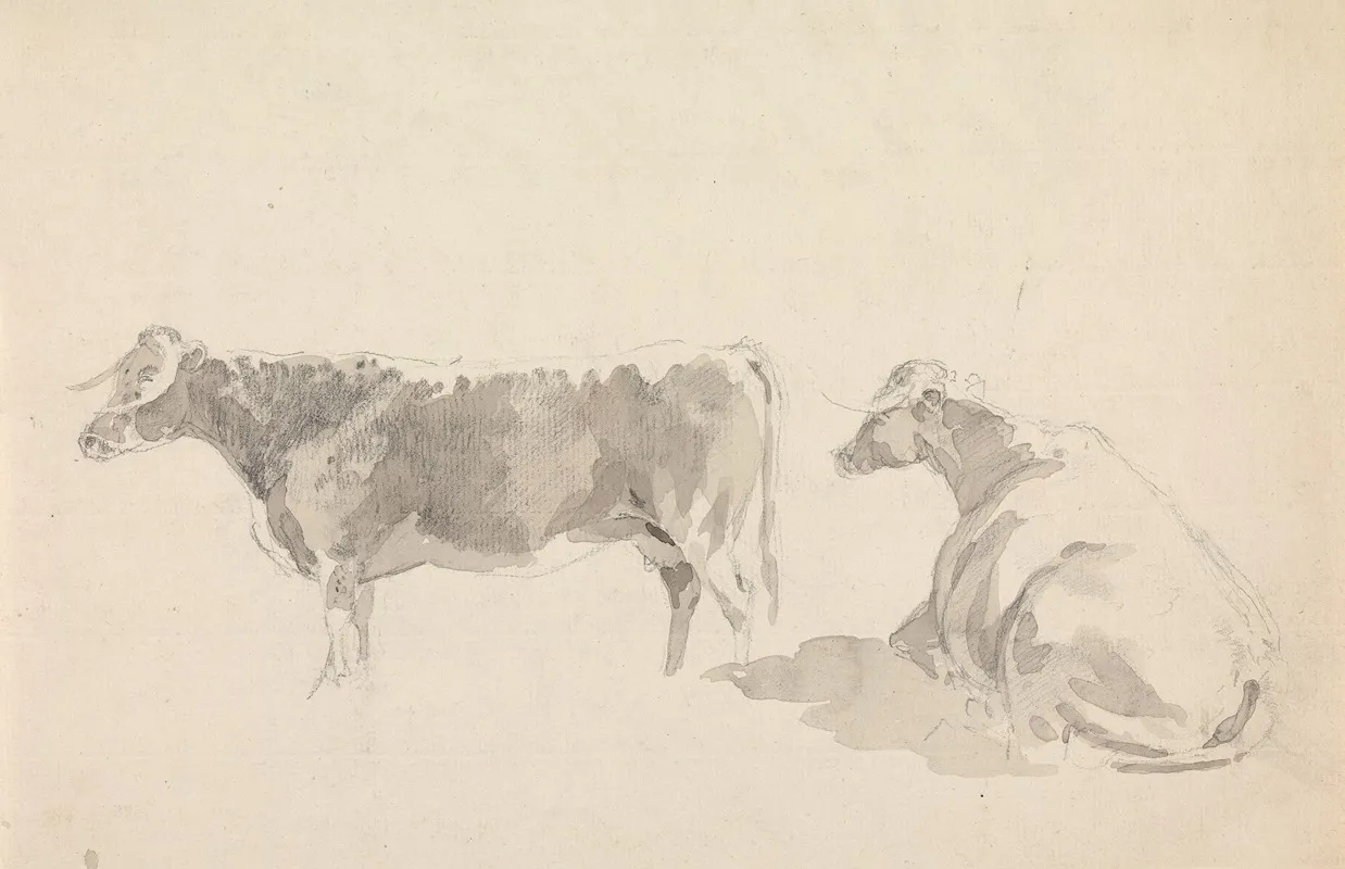 Studies Of Cattle 4