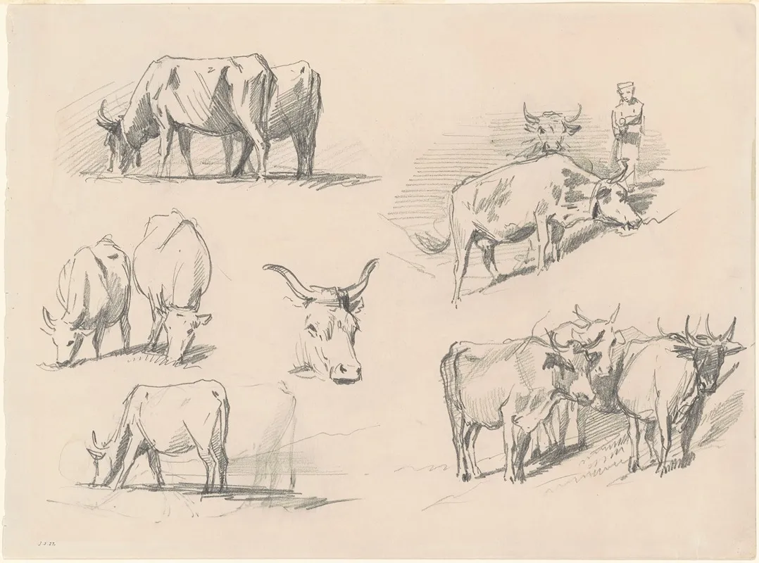 Studies Of Cattle