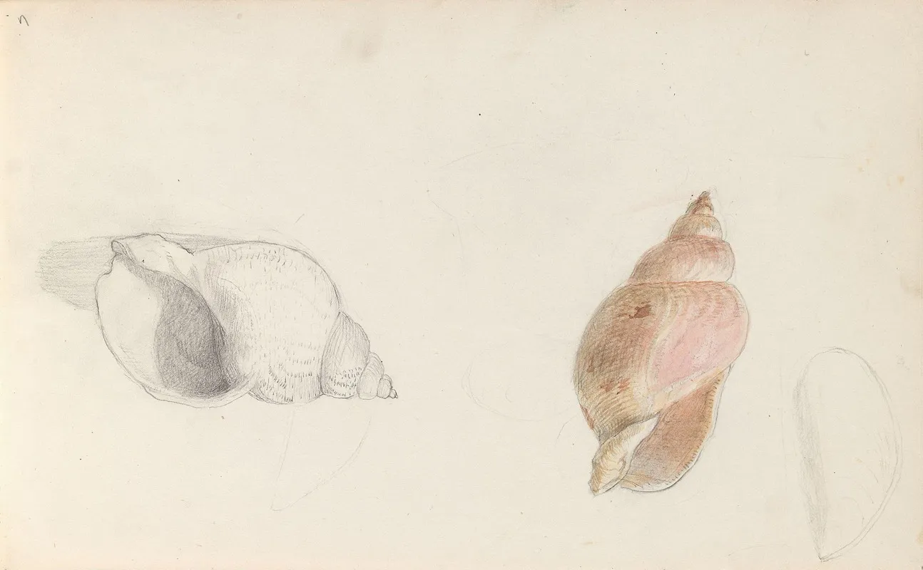 Studies Of Conch