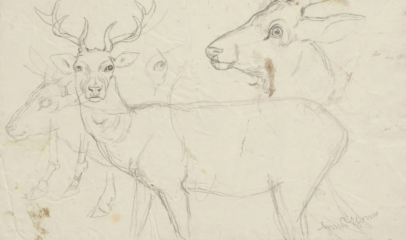 Studies Of Deer