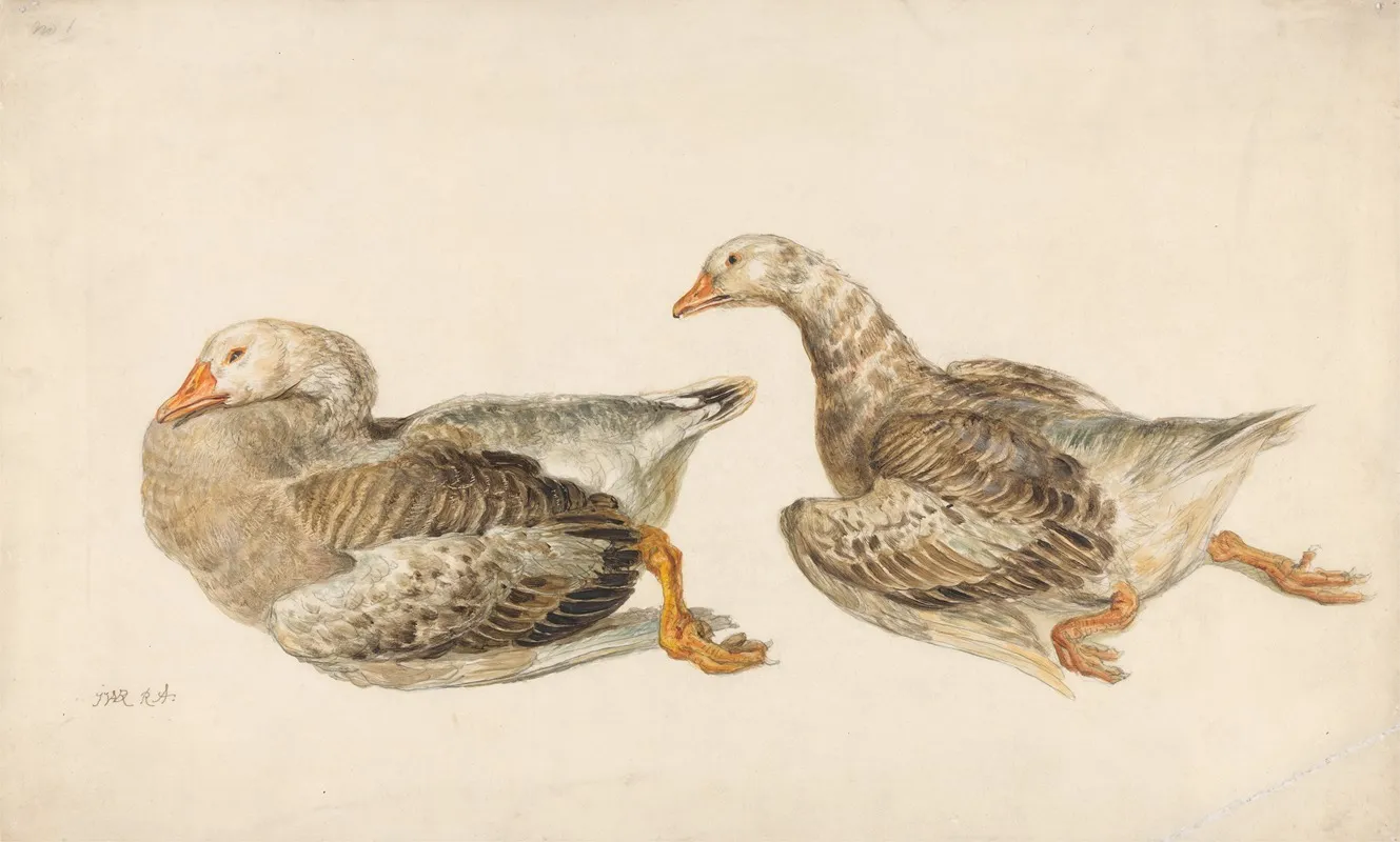 Studies Of Geese by James Ward - Canvas Print