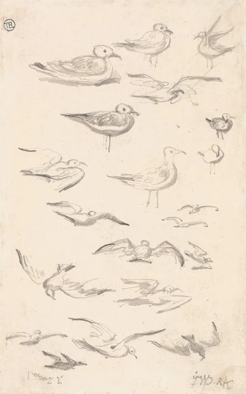 Studies Of Gulls