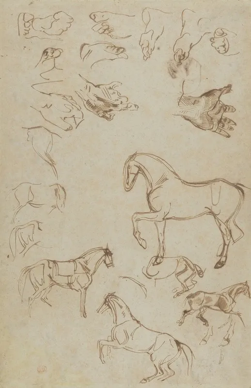 Studies Of Horses Hands And Feet