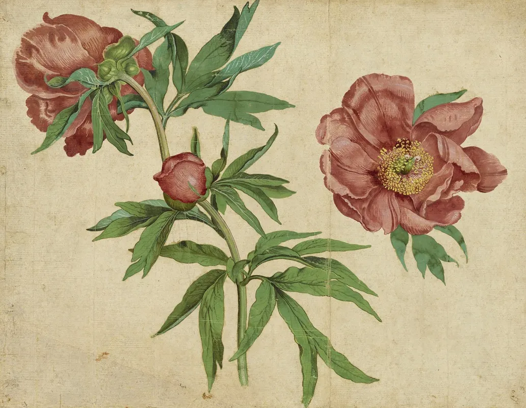 Studies Of Peonies