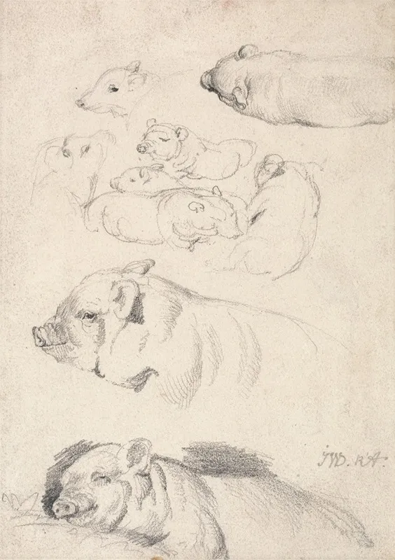 Studies Of Pigs