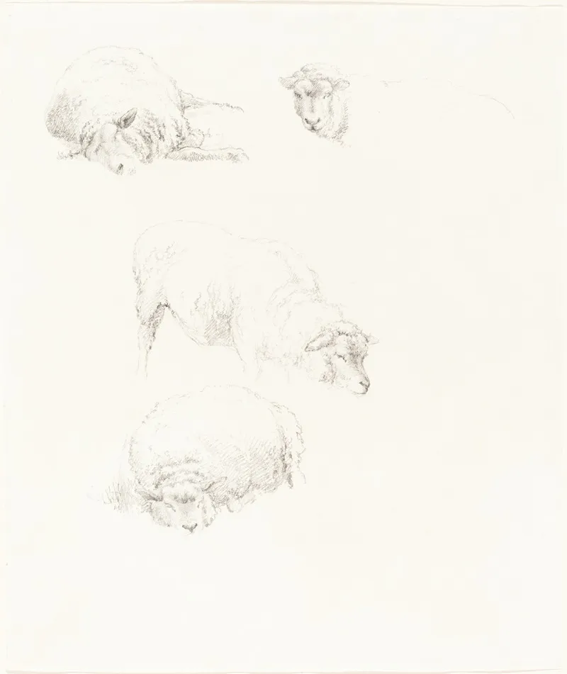 Studies Of Sheep 2