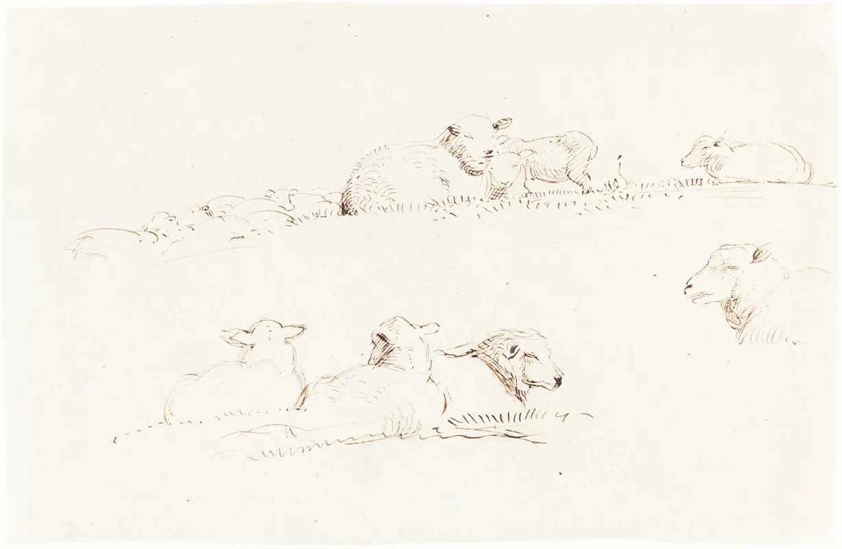 Studies Of Sheep In Pasture by George Richmond - Canvas Print