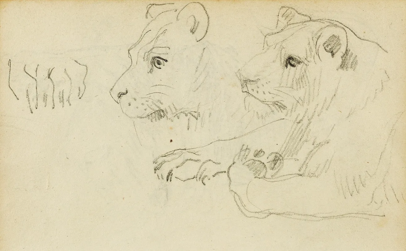 Studies Of The Head And Forelegs Of A Lioness