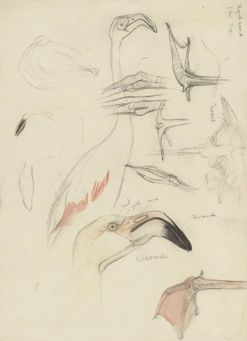 Studies Van Een Flamingo by Theo van Hoytema - Canvas Print