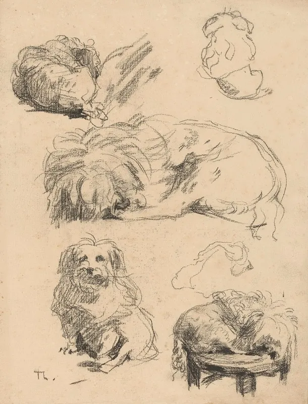 Studies Van Een Hondje