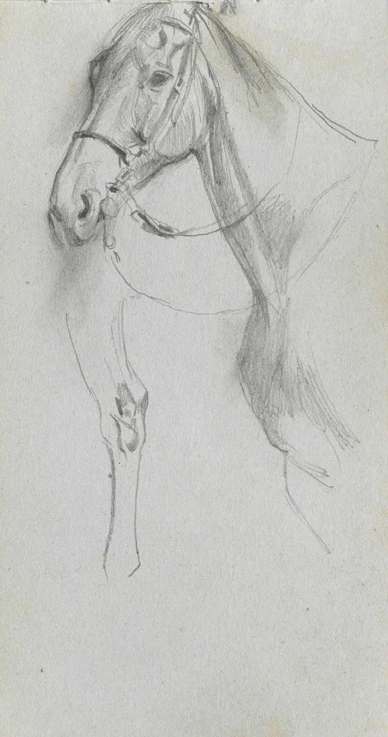 Study For A Horse