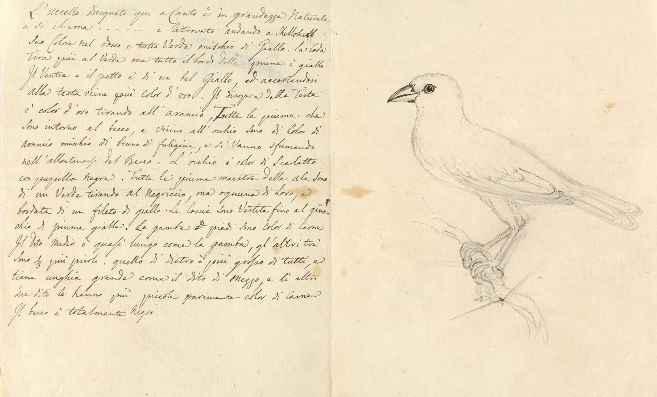 Study Of A Bird by Luigi Balugani - Canvas Print