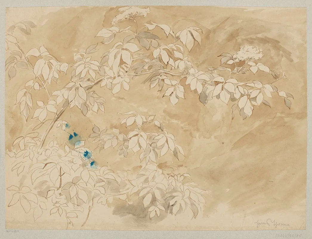 Study Of A Branch