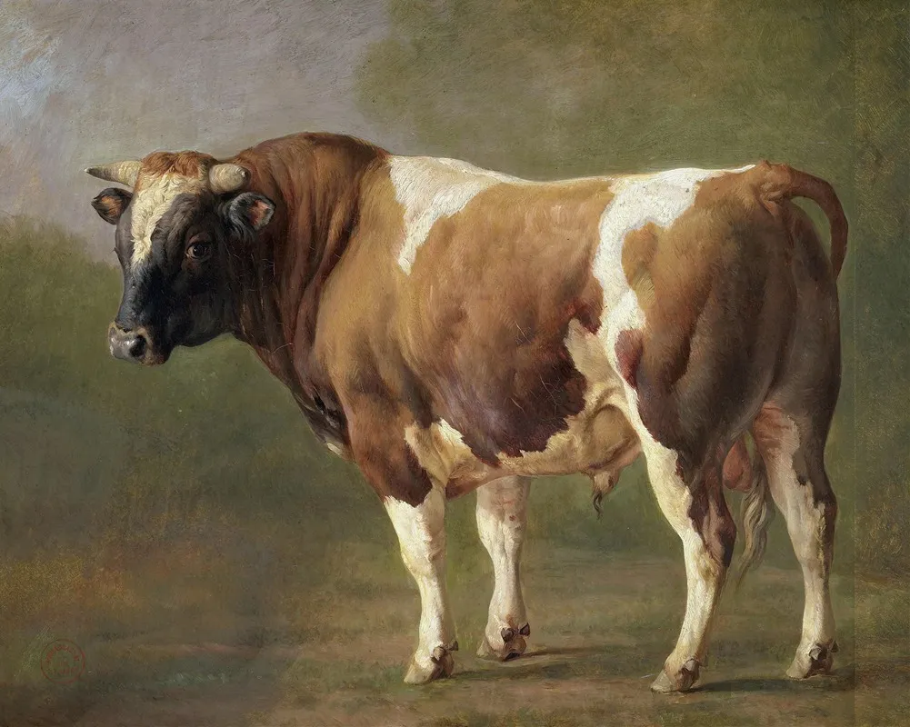 Study Of A Bull