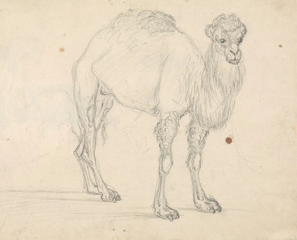 Study Of A Camel Facing Right