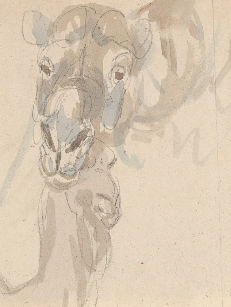 Study Of A Camels Head