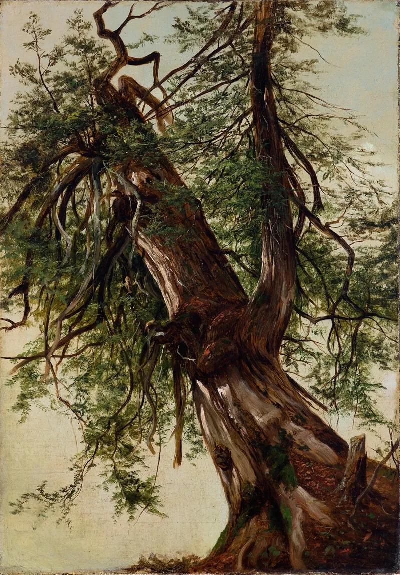Study Of A Cedar by David Johnson - Canvas Print