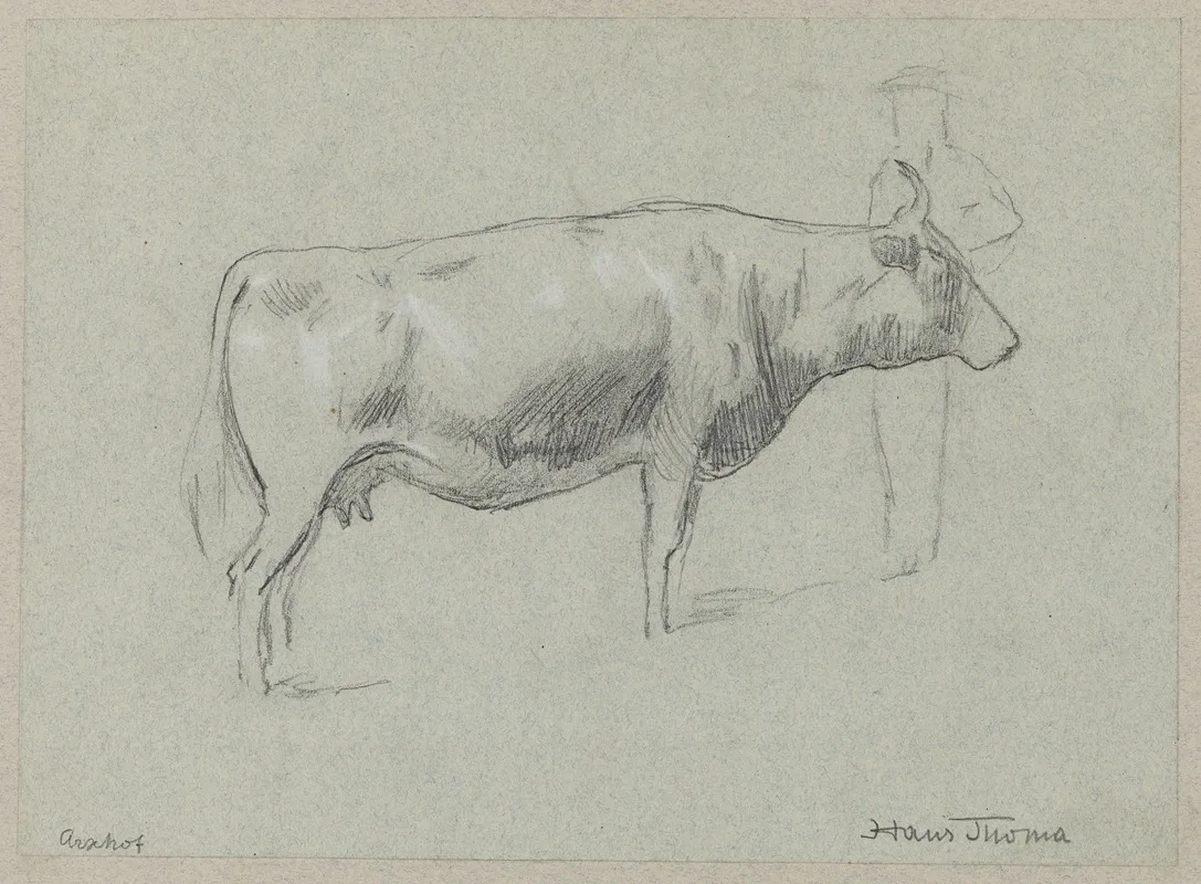Study Of A Cow 8