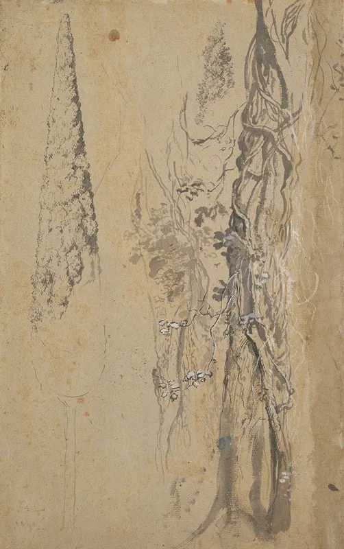 Study Of A Cypress And Two Overgrown Trees