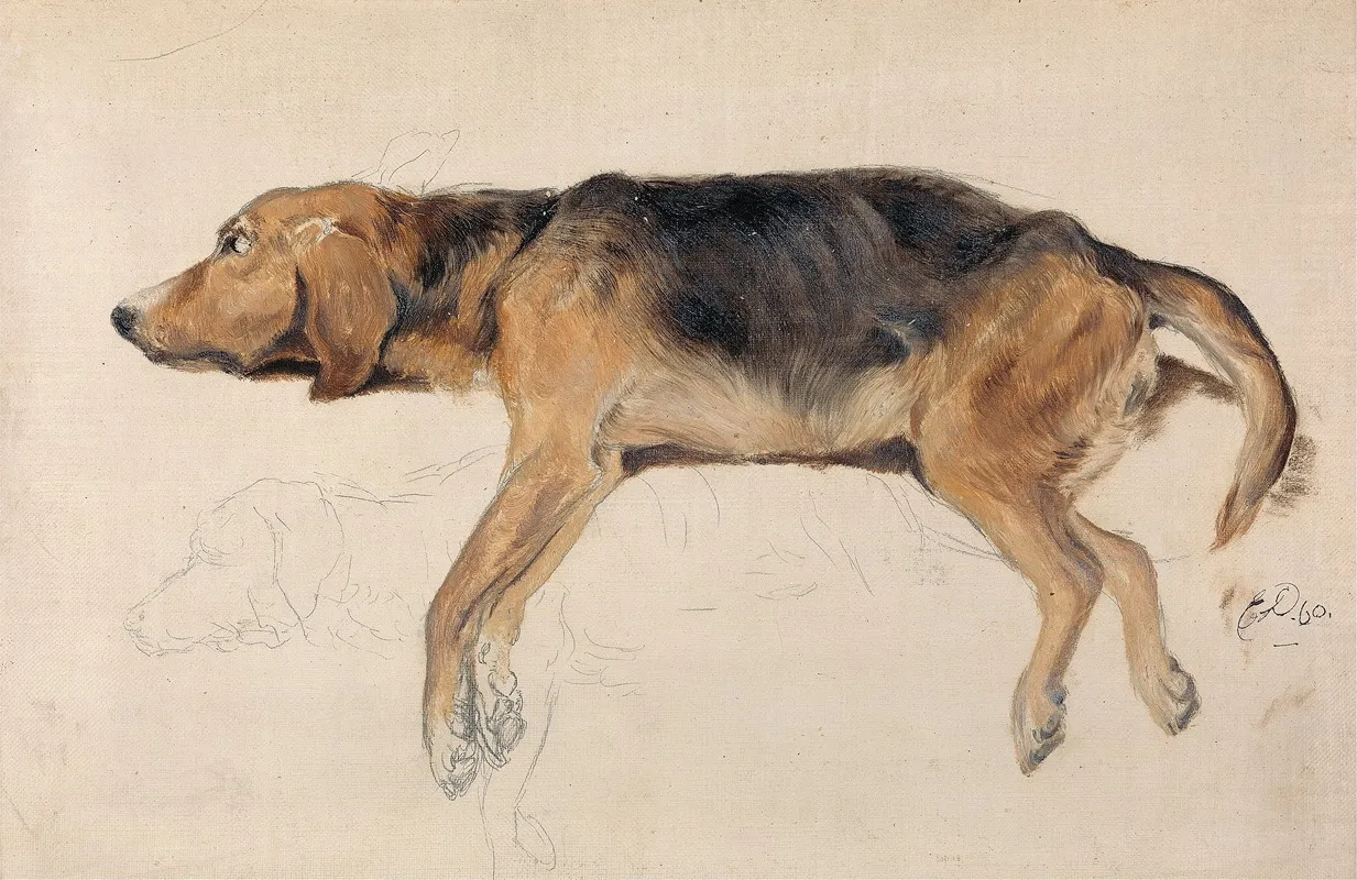 Study Of A Dog Lying Down