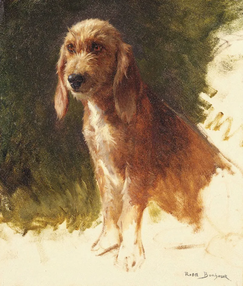 Study Of A Dog