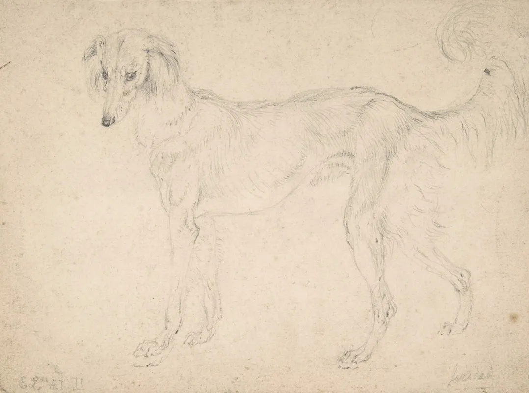 Study Of A Feathered Saluki Facing Left